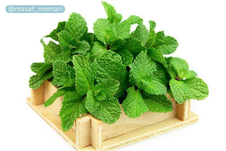 استفاده از گیاهان دارویی در طراحی فضای سبز شهری | گیاهان دارویی از نظر سازگاری و تحمل شرایط