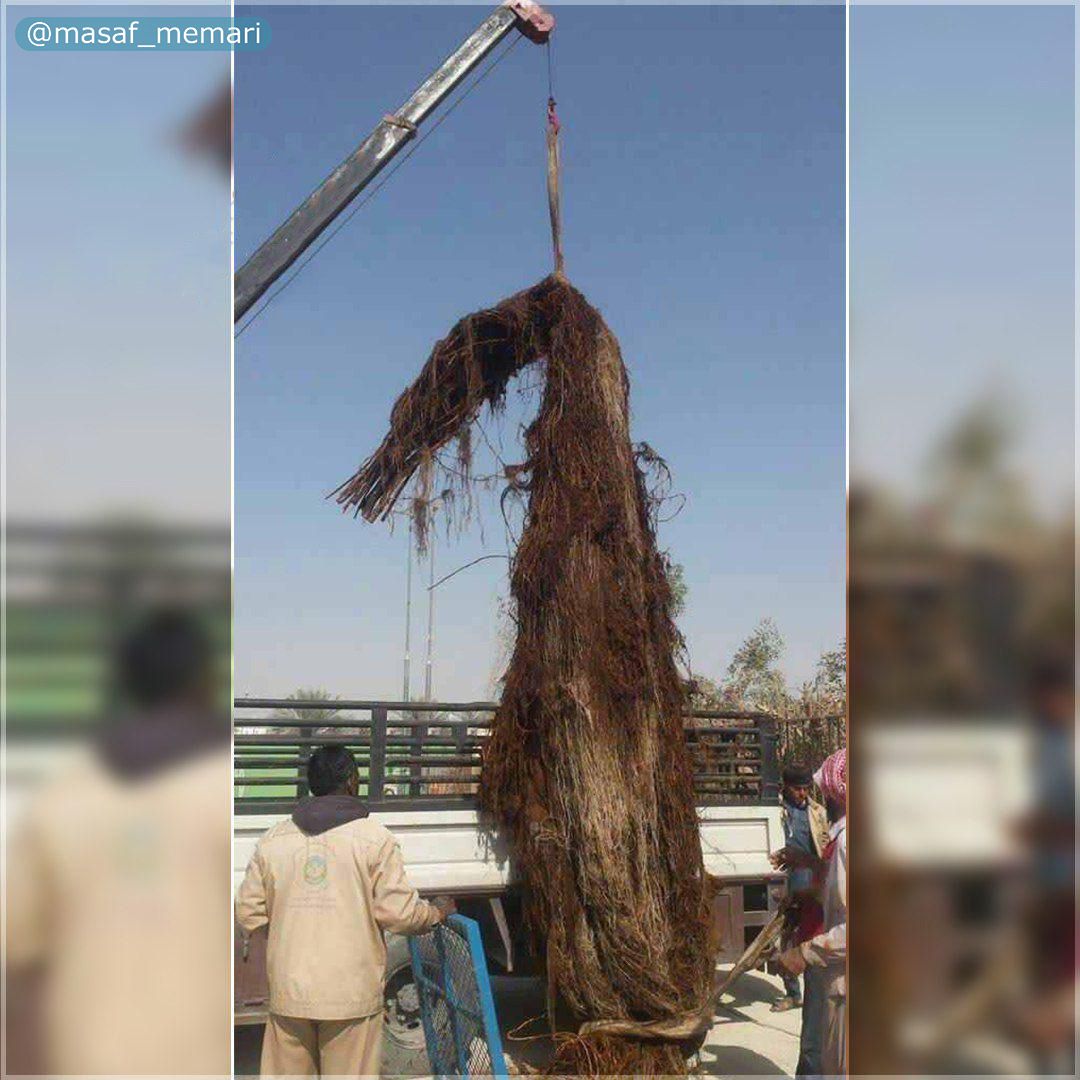 باورتون میشه ریشهی «کنوکارپوس» یکی از علل مهم گرفتگی فاضلاب اهواز باشه!