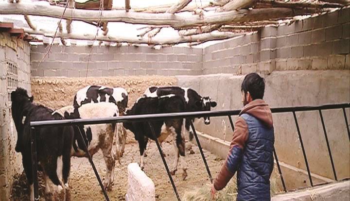 ۵۰ درصد واحدهای دامداری در تعطیلی به سر میبرند
