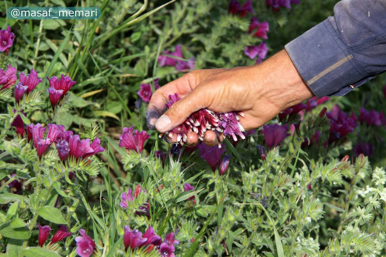 استفاده از گیاهان دارویی در طراحی فضای سبز شهری | توجه به جنبهی اقتصادی و دارویی گیاهان در ادوار گذشته