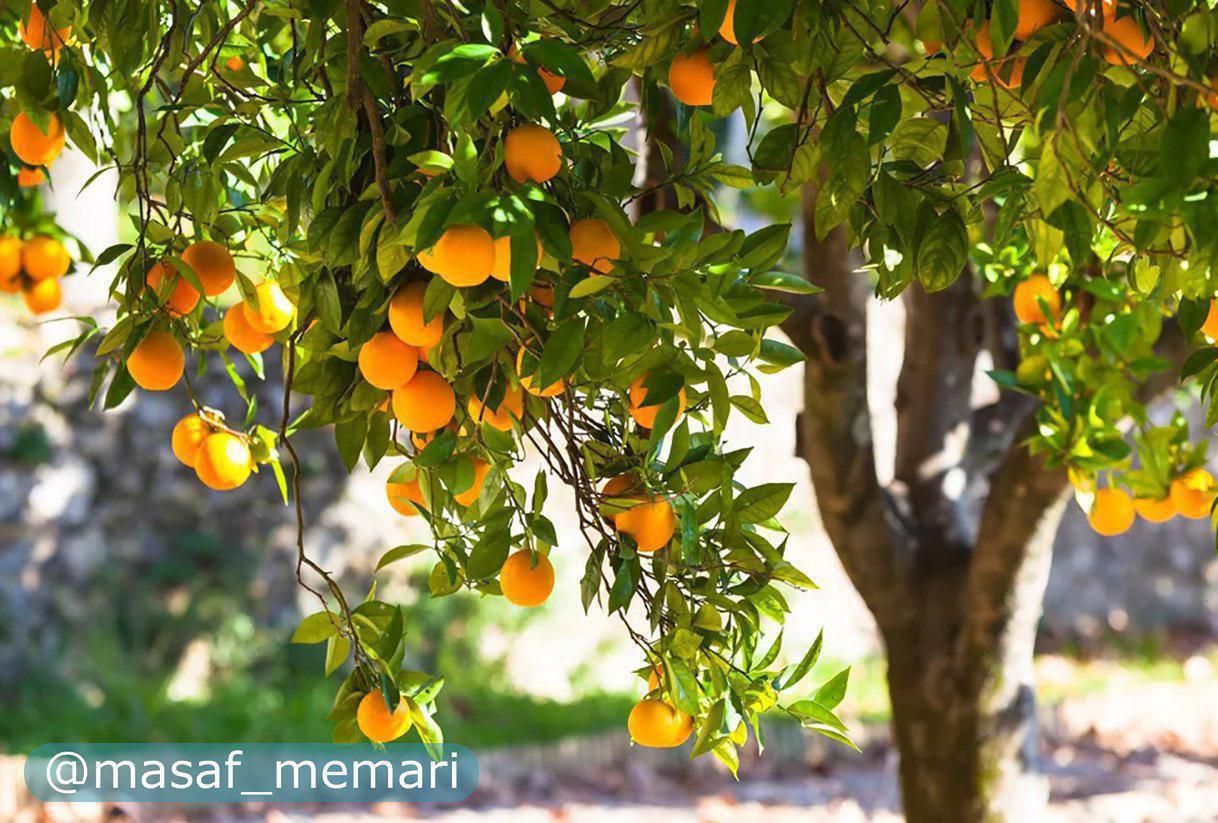 نقش درختان میوه و گیاهان مزروعی در سیاست خارجی | بی اثر شدن تهدیدات دشمنان و تحریمها