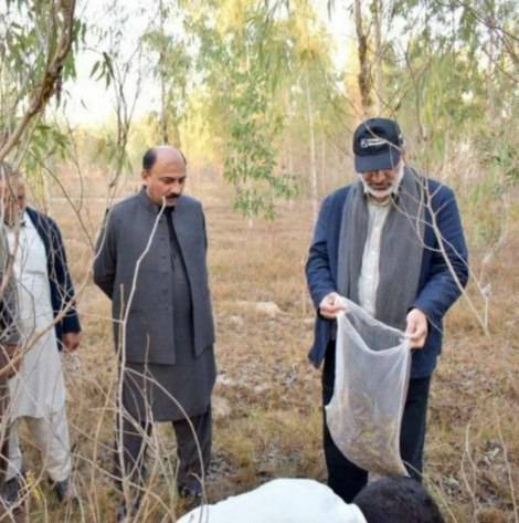 استفاده پاکستان از ملخ‌ها برای تولید کمپوست زیستی