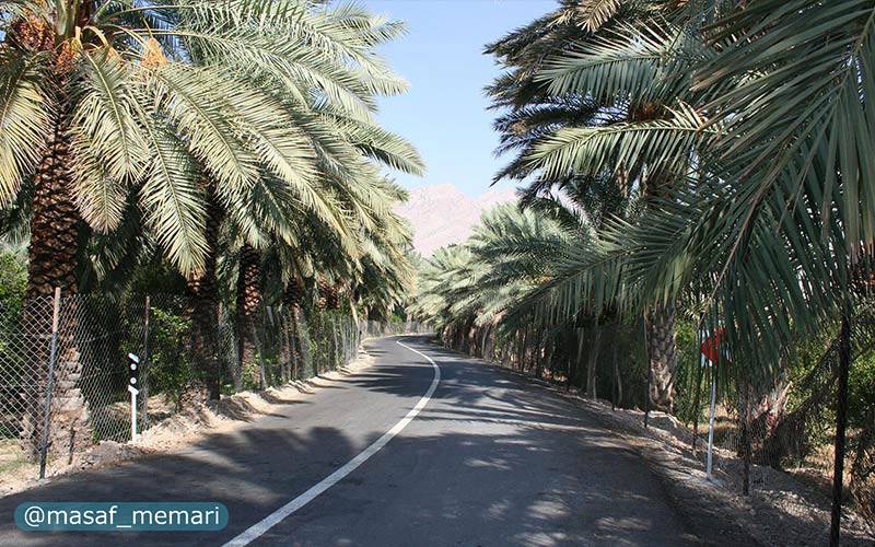 درختان مثمر در ایران | نخل در خیابانها و بلوارهای استانهای جنوبی و غربی مانند بوشهر و قصر شیرین