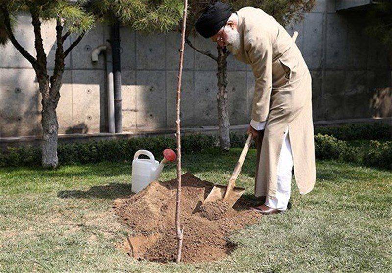 هر ایرانی یک درخت