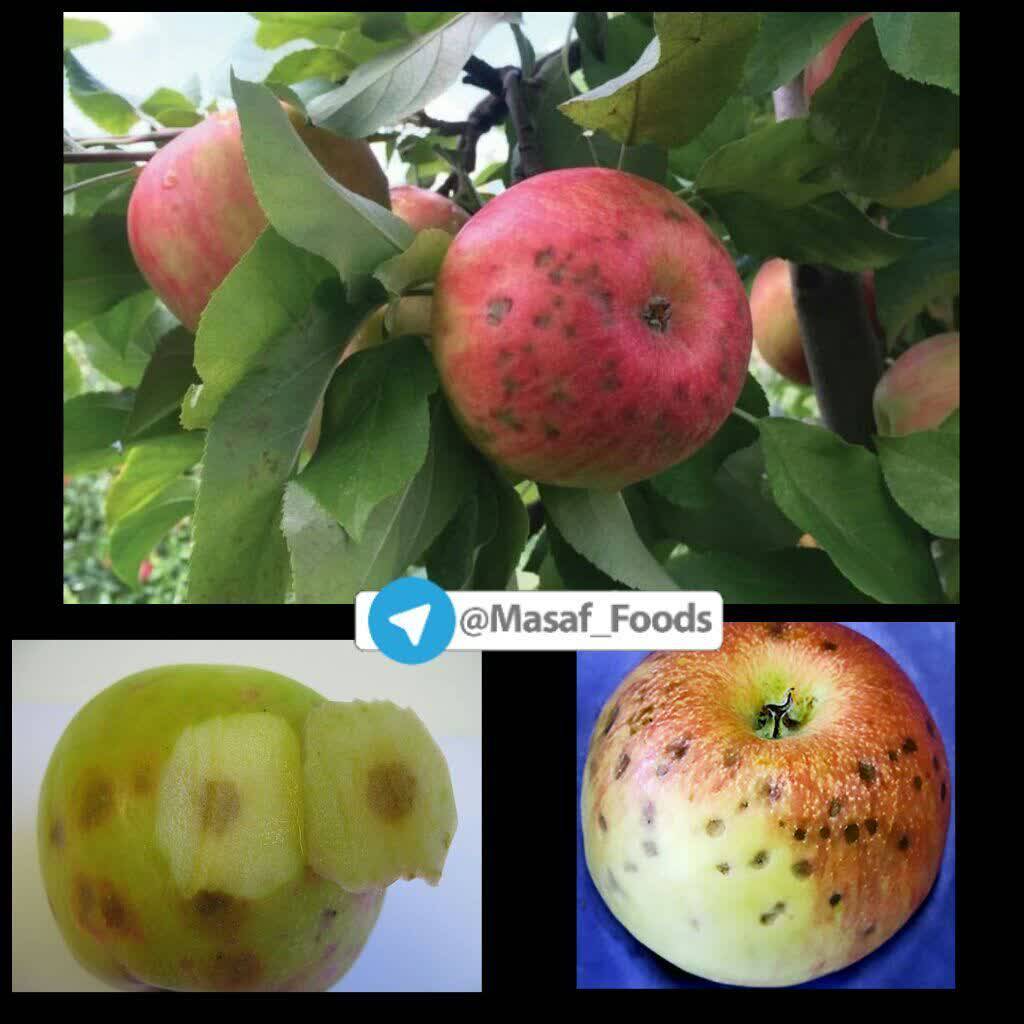 بیماری لکه تلخ (bitter pit) سیب
